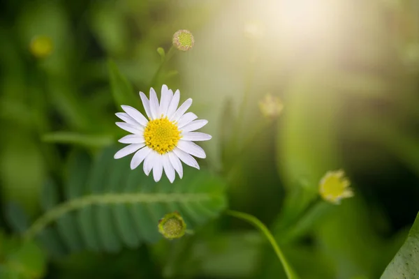 Маленький Белый Ромашка Цветок Зеленым Боке Baclground — стоковое фото
