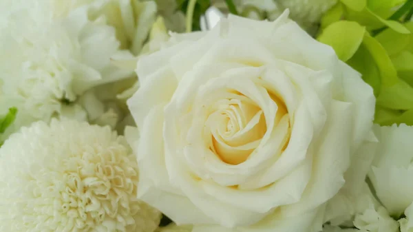 Weiße Natur Blumen Hintergrund — Stockfoto