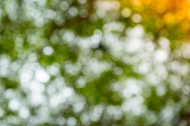 Ağaç doğasının yeşil bokeh 'i