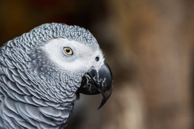 Kahverengi arka planı olan Afrikalı Gri Papağan 'a yaklaş
