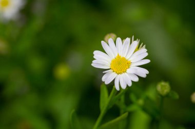Küçük beyaz papatya çiçek yeşil bokeh baclground ile