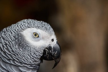 Kahverengi arka planı olan Afrikalı Gri Papağan 'a yaklaş
