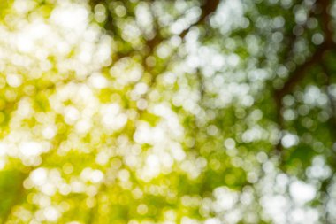 Ağaç doğasının yeşil bokeh 'i