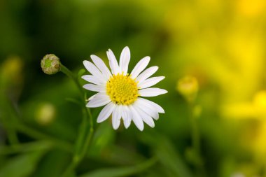Küçük beyaz papatya çiçek yeşil bokeh baclground ile