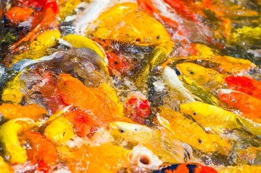 Güzel renkli Koi Balığı gölette yüzüyor.