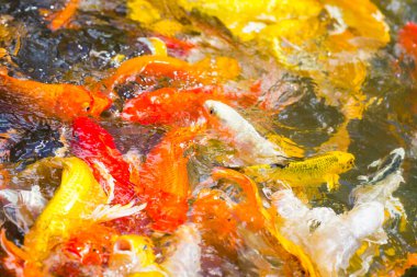 Güzel renkli Koi Balığı gölette yüzüyor.