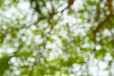 Ağaç doğasının yeşil bokeh 'i