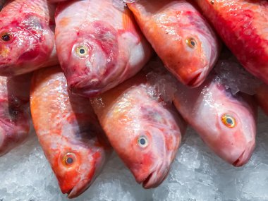 Buzda kırmızı Tilapia balığı