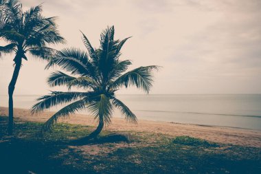 Sahilde ve gökyüzünde Hindistan cevizi palmiyelerinin klasik tonu
