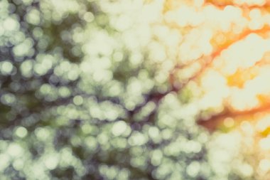 Ağaç doğasının yeşil bokeh 'i