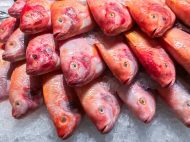 Buzda kırmızı Tilapia balığı