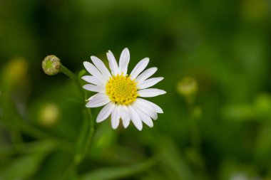 Küçük beyaz papatya çiçek yeşil bokeh baclground ile