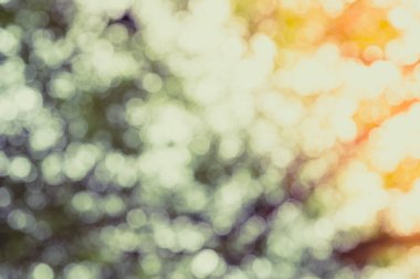 Ağaç doğasının yeşil bokeh 'i