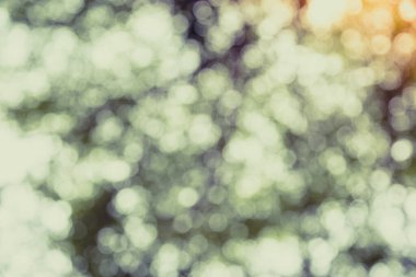 Ağaç doğasının yeşil bokeh 'i