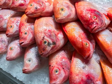 Buzda kırmızı Tilapia balığı