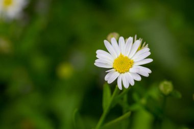 Küçük beyaz papatya çiçek yeşil bokeh baclground ile