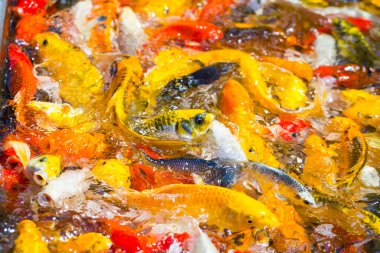 Güzel renkli Koi Balığı gölette yüzüyor.