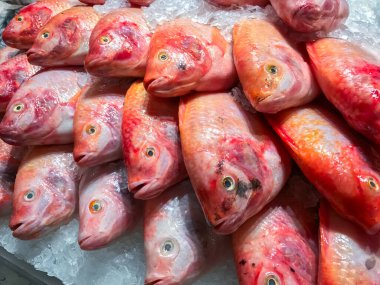 Buzda kırmızı Tilapia balığı