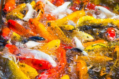 Güzel renkli Koi Balığı gölette yüzüyor.