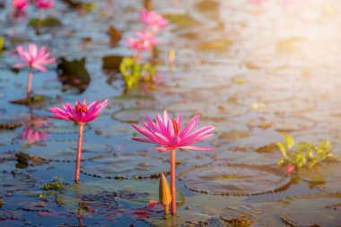 Mor çiçekli pembe su zambağı gölün arka planında çiçek açar.