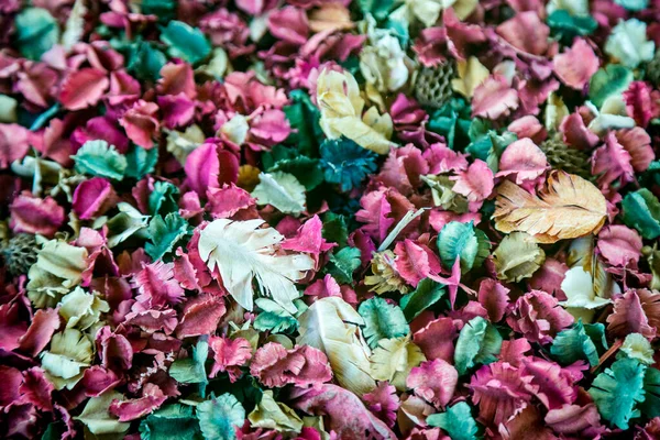 Fond Fleur Sèche Colorée — Photo