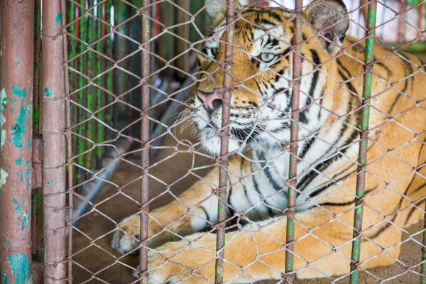 Close up of Face of Bengal tiger in cage background