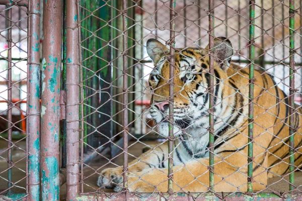 Close Face Bengal Tiger Cage Background — Stock Photo, Image