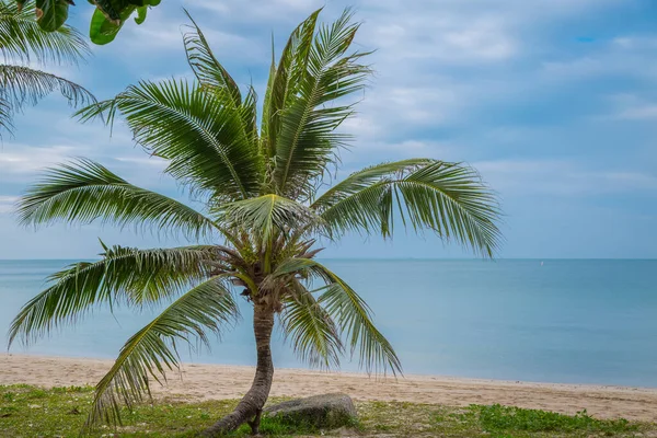Кокосовые Пальмы Пляже Фоне Неба — стоковое фото