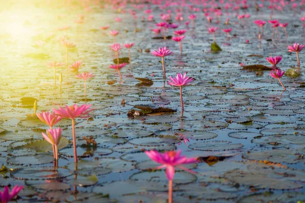 Lírio Água Rosa Com Flores Roxas Florescer Fundo Lago — Fotografia de Stock