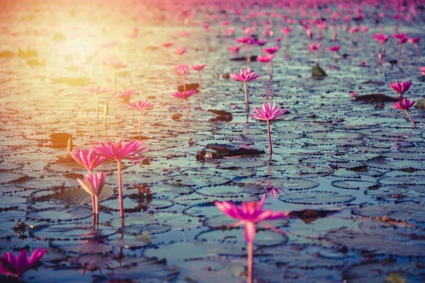 Lírio Água Rosa Com Flores Roxas Florescer Fundo Lago — Fotografia de Stock