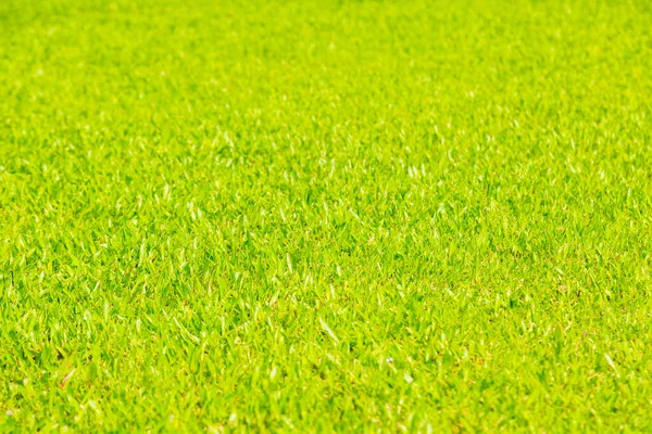 Grünes Gras Naturnutzung Als Hintergrund — Stockfoto