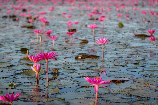 Rosa Seerose Mit Lila Blüten Blühen Auf Dem See Hintergrund — Stockfoto