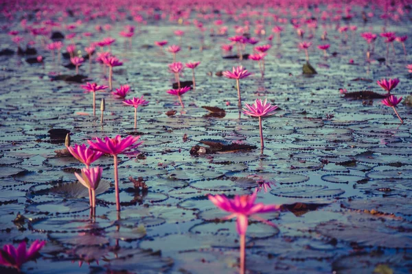 Lírio Água Rosa Com Flores Roxas Florescer Fundo Lago — Fotografia de Stock