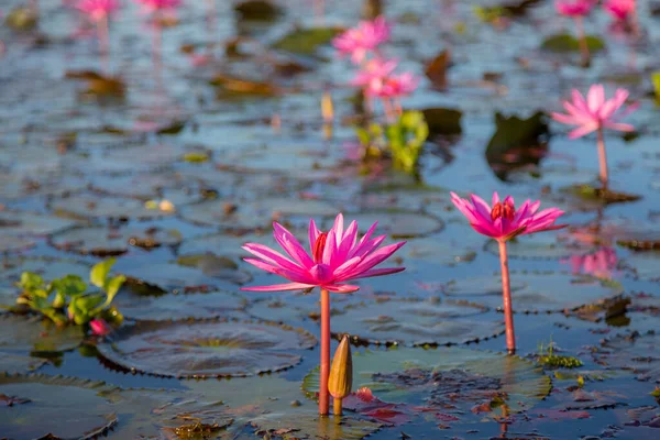 Розовая Водяная Лилия Фиолетовыми Цветами Цветет Фоне Озера — стоковое фото