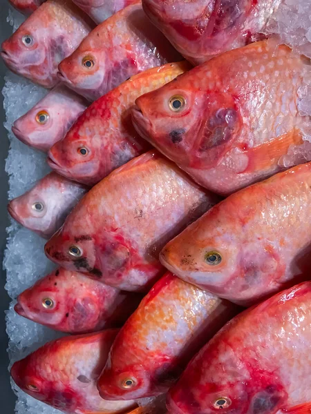 Red Tilapia Fish Ice Background — Stock Photo, Image