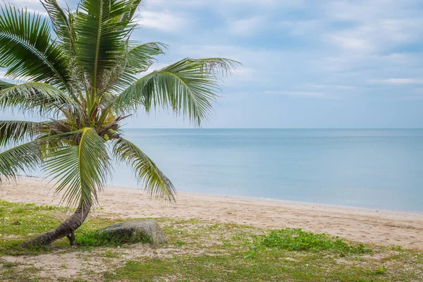 Кокосовые Пальмы Пляже Фоне Неба — стоковое фото
