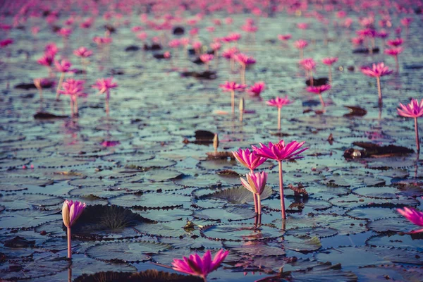 湖底开着紫色花的粉红色水百合 — 图库照片