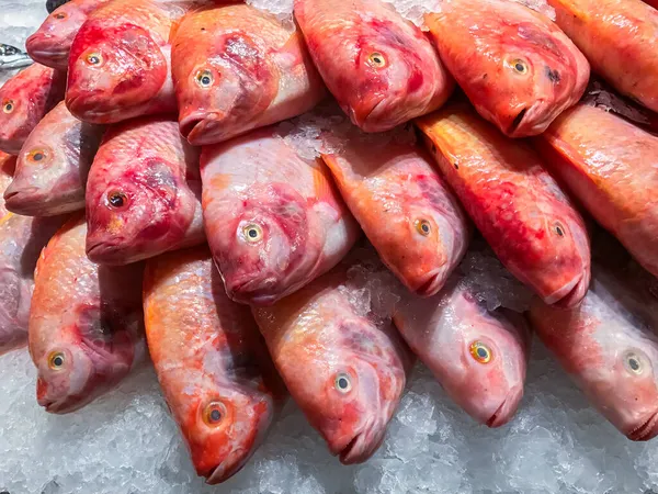 Red Tilapia Fish Ice Background — Stock Photo, Image