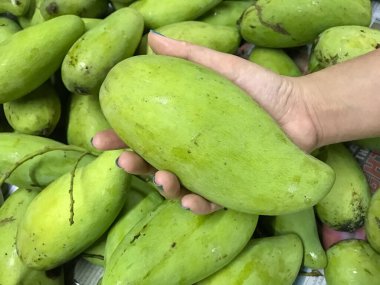 Yeşil mangolu kadın eli altyapısı