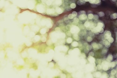 Ağaç doğasının yeşil bokeh 'i