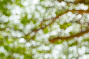 Ağaç doğasının yeşil bokeh 'i