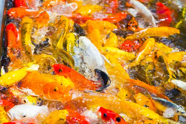 Hermoso Colorido Koi Peces Nadando Estanque — Foto de Stock