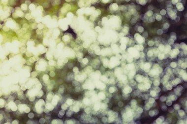 Ağaç doğasının yeşil bokeh 'i