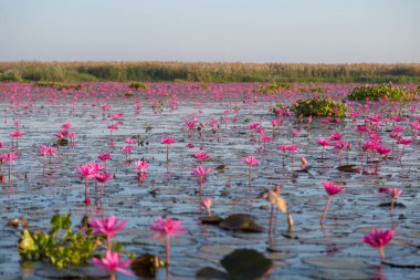 Mor çiçekli pembe su zambağı gölün arka planında çiçek açar.