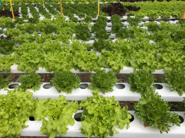 Tayland 'da organik sebze çiftlikleri.