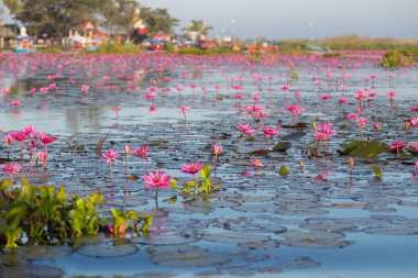 Mor çiçekli pembe su zambağı gölün arka planında çiçek açar.