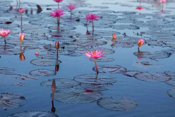 Lírio Água Rosa Com Flores Roxas Florescer Fundo Lago — Fotografia de Stock