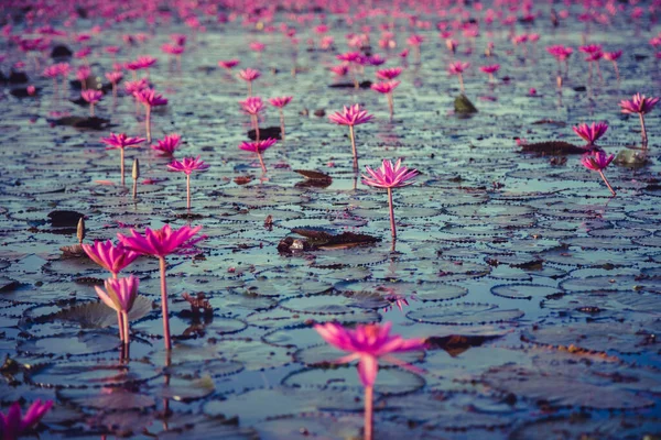 Lírio Água Rosa Com Flores Roxas Florescer Fundo Lago — Fotografia de Stock