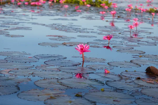 Pink Water Lily Purple Flowers Bloom Lake Background — Stock Photo, Image