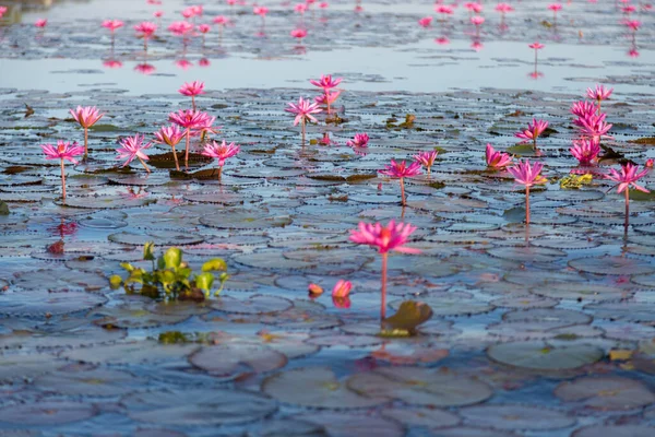 Pink Water Lily Purple Flowers Bloom Lake Background — Stock Photo, Image